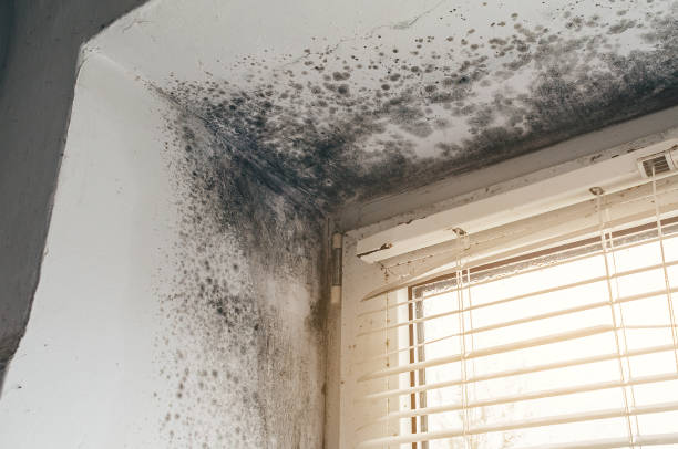 Trusted Bathroom Mold Removal service in Holliston, MA - Cheap Mold Removal