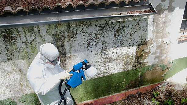 Trusted Basement Mold Remediation service in Holliston, MA - Cheap Mold Removal